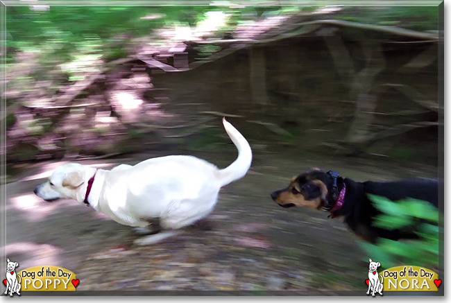 Poppy the Retriever mix and Nora the Hound mix, the Dogs of the Day