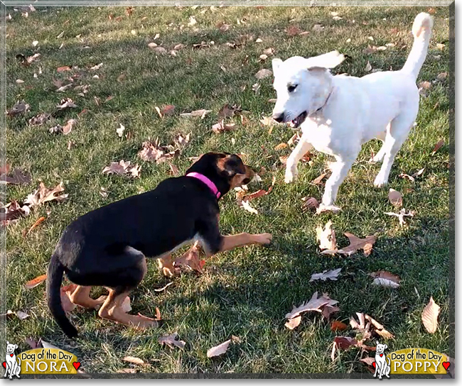 Poppy the Retriever mix and Nora the Hound mix, the Dogs of the Day