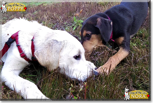 Poppy the Retriever mix and Nora the Hound mix, the Dogs of the Day