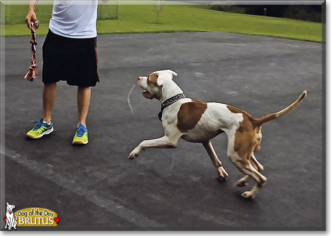 Brutus the American Pit Bull Terrier, the Dog of the Day