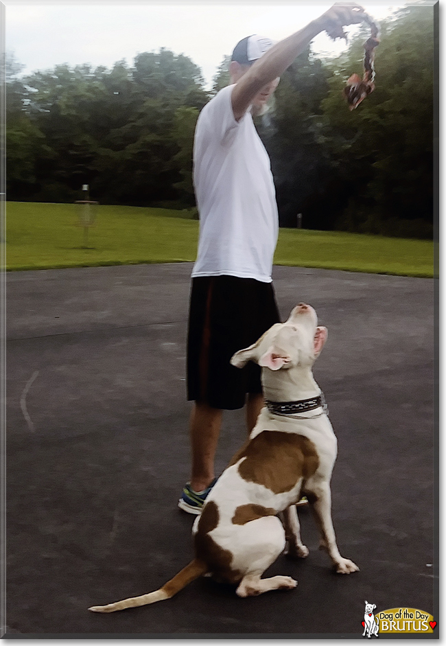 Brutus the American Pit Bull Terrier, the Dog of the Day