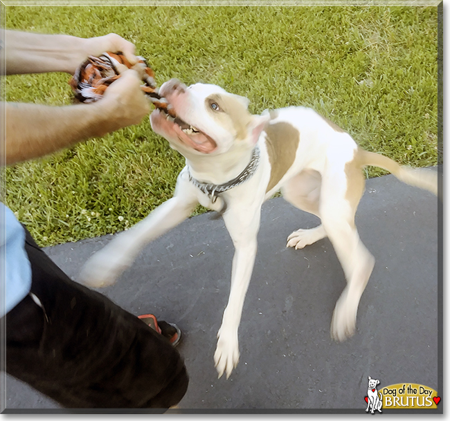 Brutus the American Pit Bull Terrier, the Dog of the Day