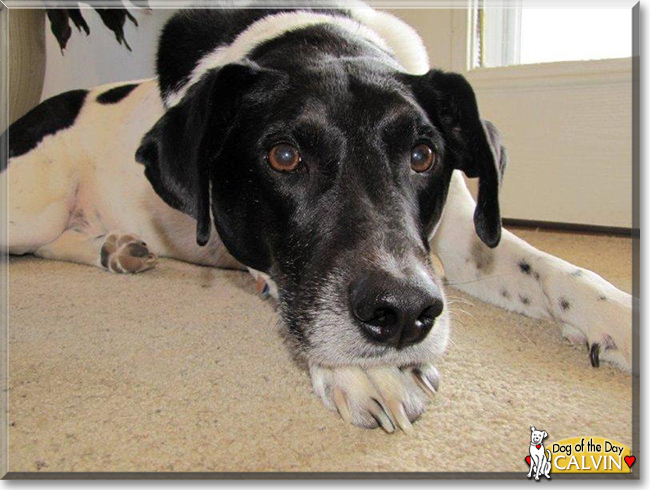 Calvin the Pointer mix, the Dog of the Day