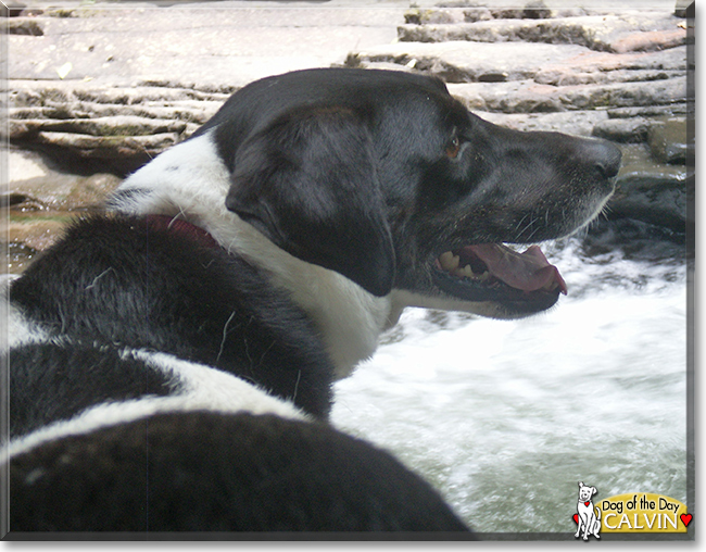 Calvin the Pointer mix, the Dog of the Day