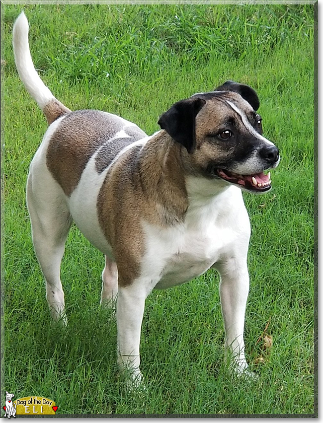 Eli the American Pit Bull Terrier, the Dog of the Day