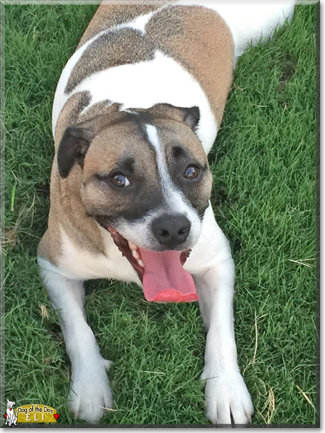 Eli the American Pit Bull Terrier, the Dog of the Day