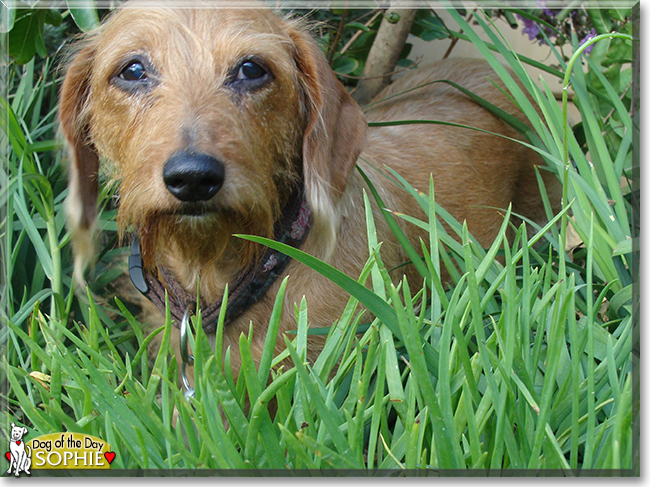 Sofie the Wire-haired Dachshund mix, the Dog of the Day