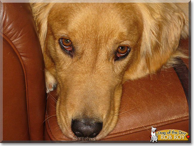 Rob Roy the Golden Retriever, the Dog of the Day