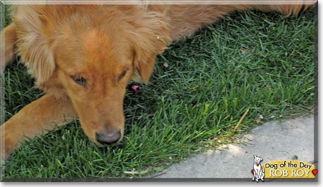 Rob Roy the Golden Retriever, the Dog of the Day