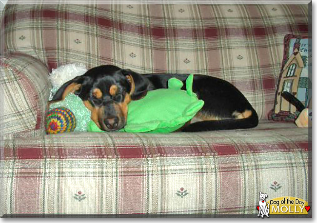 Molly the Beagle mix, the Dog of the Day