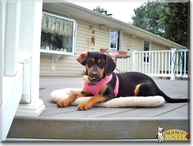 Molly the Beagle mix, the Dog of the Day