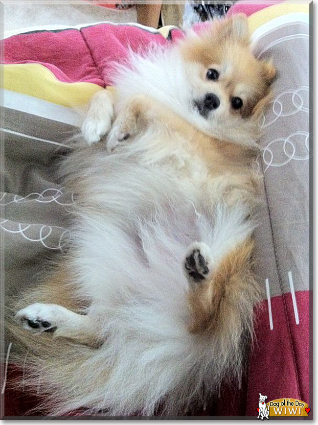 Wiwi the Pomeranian, the Dog of the Day