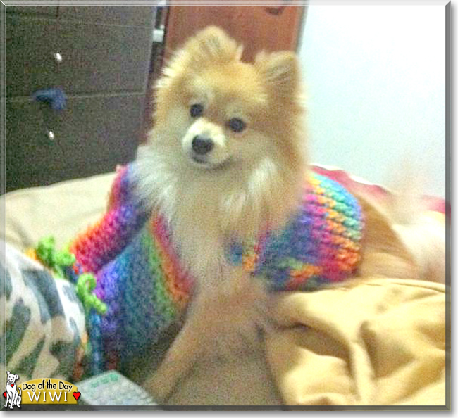 Wiwi the Pomeranian, the Dog of the Day