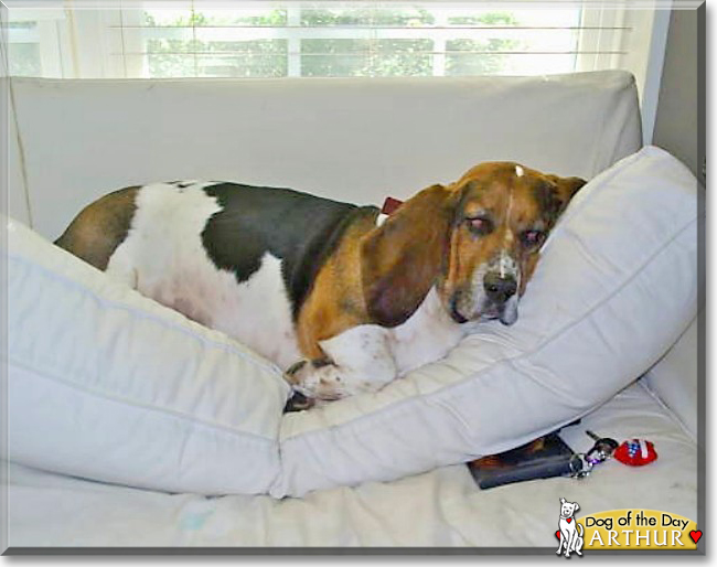 Arthur the Bassett Hound, the Dog of the Day