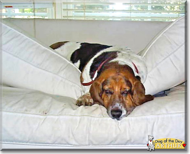 Arthur the Bassett Hound, the Dog of the Day