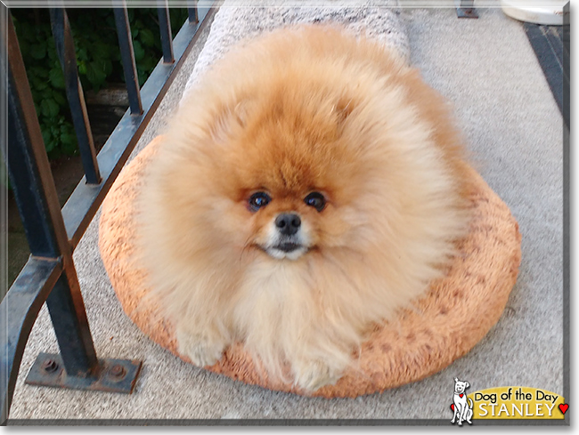 Stanley the Pomeranian, the Dog of the Day