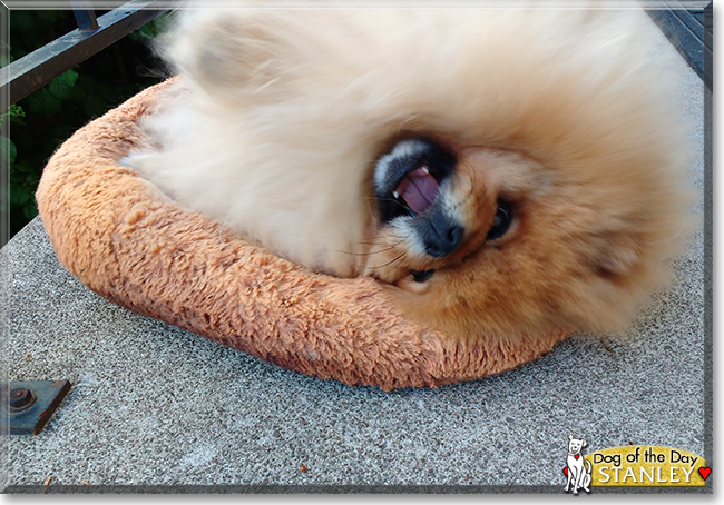 Stanley the Pomeranian, the Dog of the Day