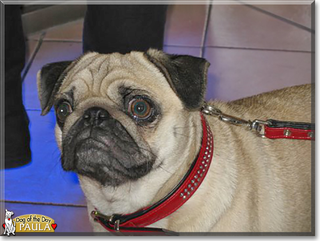 Paula the Pug, the Dog of the Day