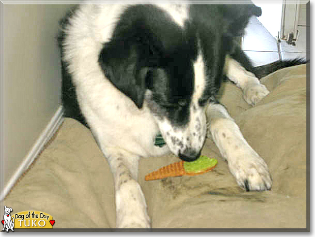 Tuko the Border Collie mix, the Dog of the Day