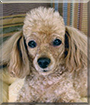 Rover the Toy Poodle