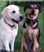 Poppy the Retriever mix and Nora the Hound mix