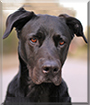 Shadow the American Staffordshire Terrier, Labrador Retriever mix