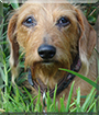 Sofie the Wire-haired Dachshund mix