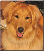 Rob Roy the Golden Retriever