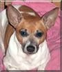 Lacy the Rat Terrier