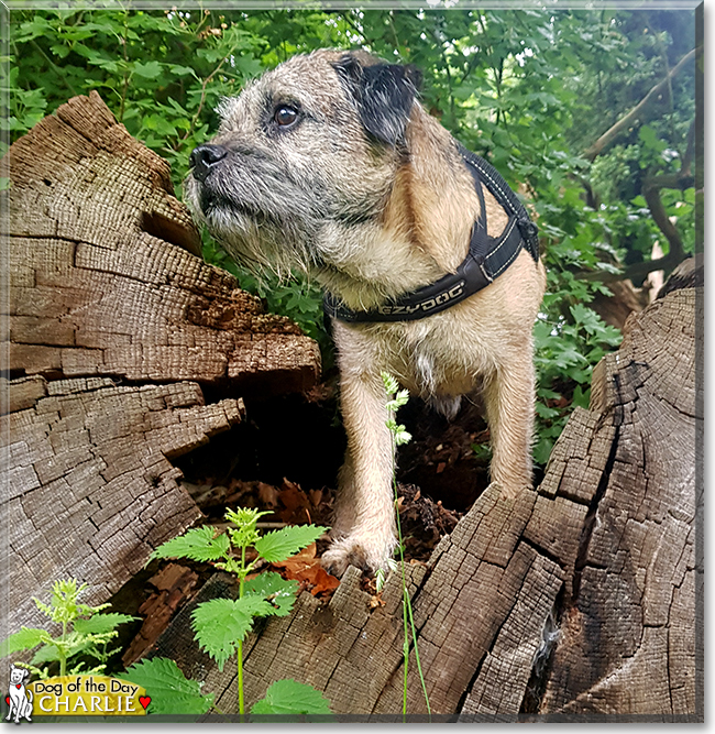 Charlie the Border Terrier, the Dog of the Day