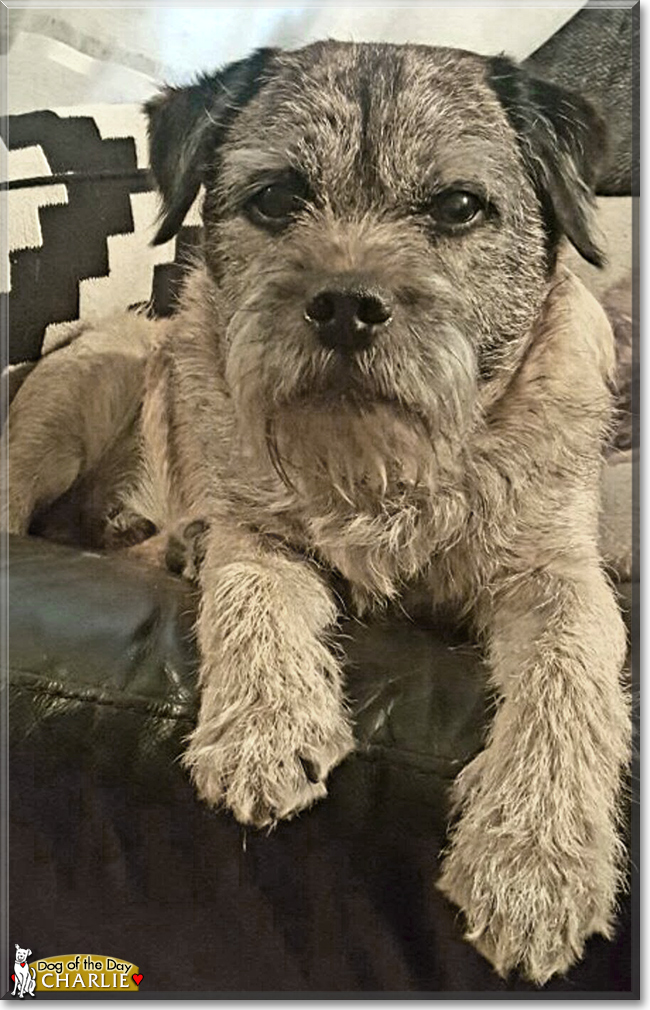 Charlie the Border Terrier, the Dog of the Day