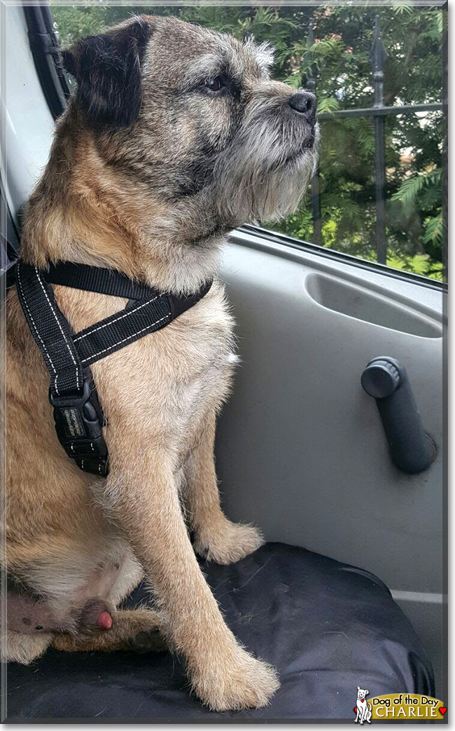 Charlie the Border Terrier, the Dog of the Day