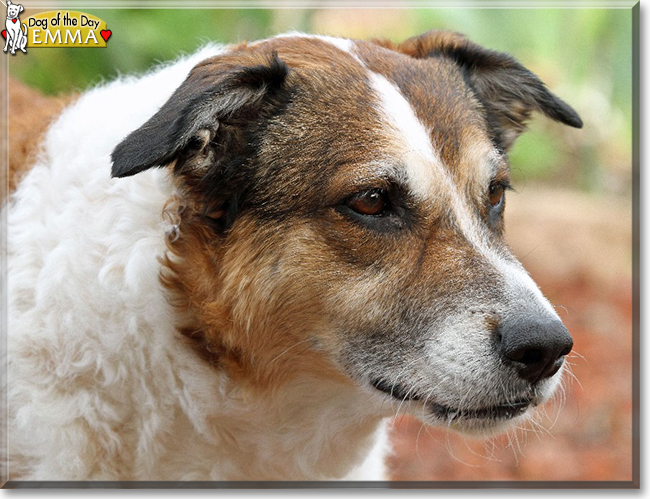 Emma the Terrier mix, the Dog of the Day