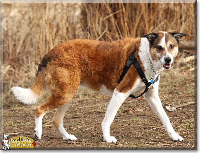 Emma the Terrier mix, the Dog of the Day