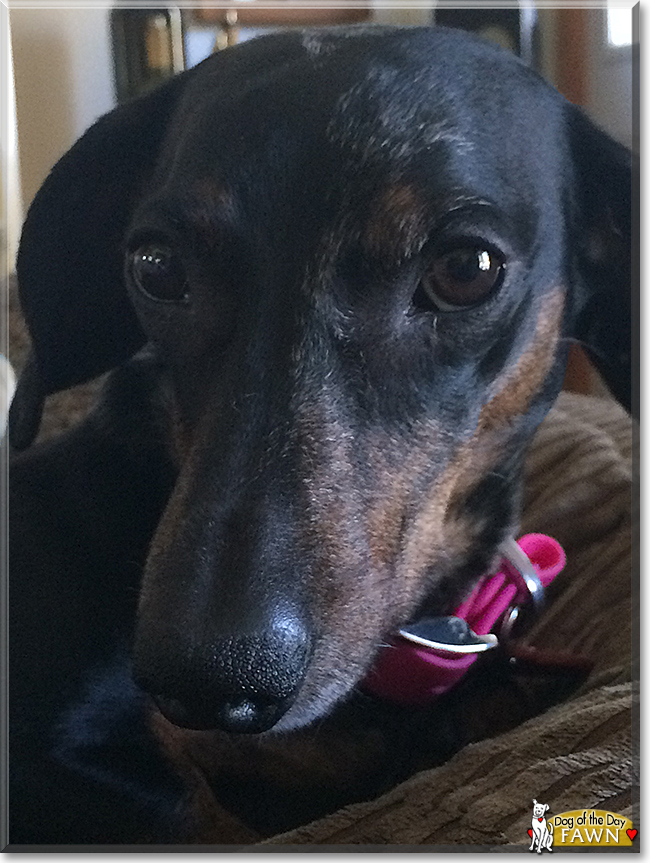 Fawn the Miniature Dachshund, the Dog of the Day