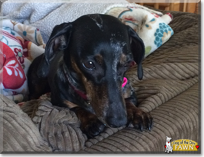 Fawn the Miniature Dachshund, the Dog of the Day