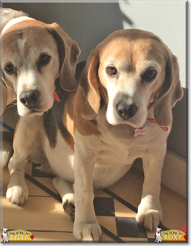 Tyler and Roxy the Beagles, the Dog of the Day