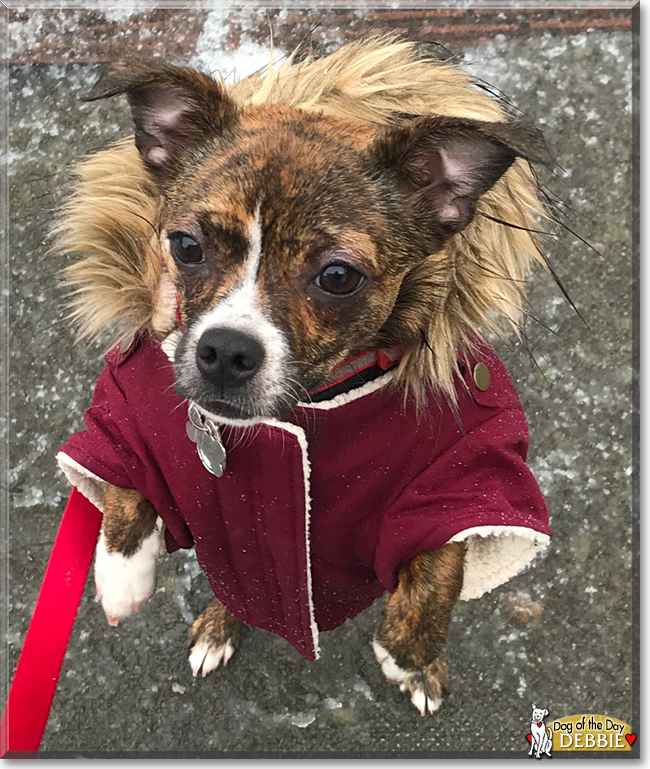 Debbie the Terrier mix, the Dog of the Day