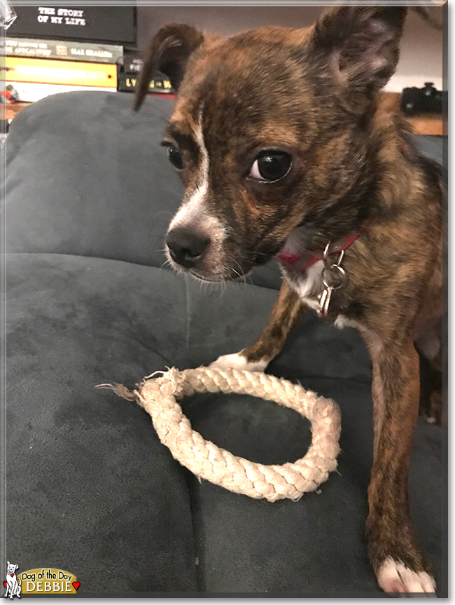 Debbie the Terrier mix, the Dog of the Day