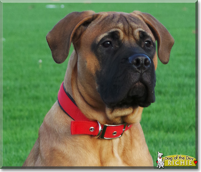 Richie the Bullmastiff, the Dog of the Day