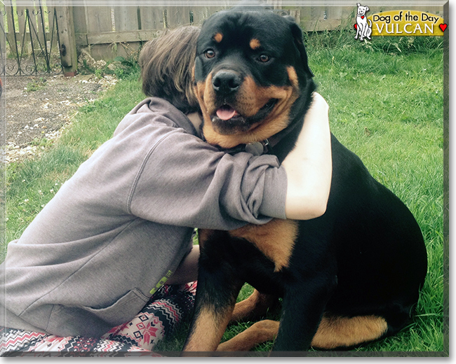 Vulcan the Rottweiler, the Dog of the Day