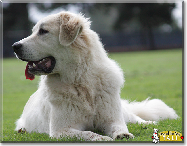 Tali the Great Pyrenees, the Dog of the Day