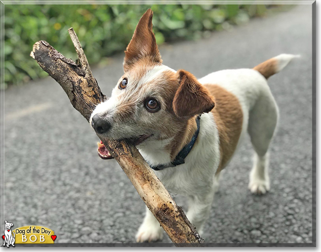 Bob the Jack Russell Terrier, the Dog of the Day