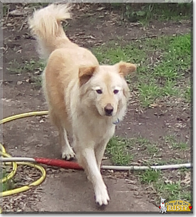 Rusty Dog the Dog, the Dog of the Day