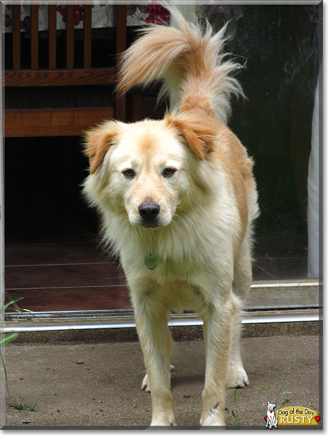 Rusty Dog the Dog, the Dog of the Day