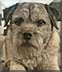 Charlie the Border Terrier