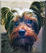 Vinnie the Yorkshire Terrier