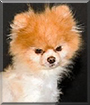 Truly the Pomeranian