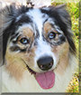 Gracie the Australian Shepherd