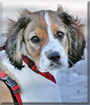 Anton the Tibetan Terrier, Maltese, Cocker Spaniel mix